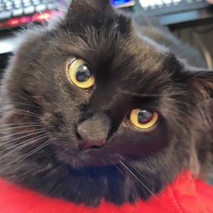 Meet your Posher, Bria